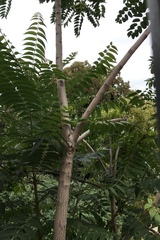Ailanthus altissima