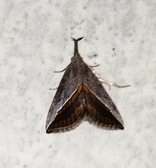 Hypena lividalis