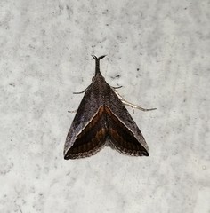 Hypena lividalis