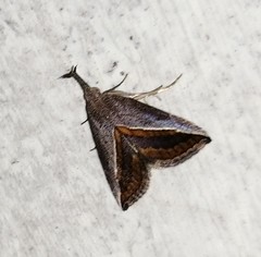 Hypena lividalis