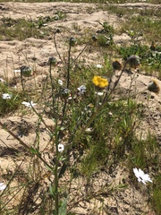 Osteospermum monstrosum