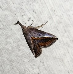 Hypena lividalis