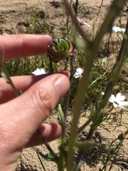 Osteospermum monstrosum