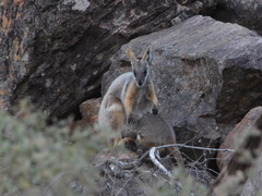 Petrogale xanthopus