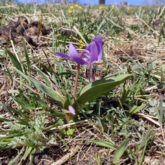 Erythronium sulevii, photograph (c) Nina Filippova, some rights reserved (CC BY)