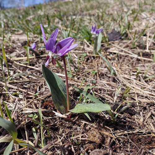 Erythronium sulevii, photograph 5