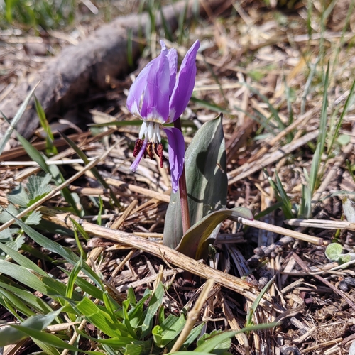 Erythronium sulevii, photograph 6