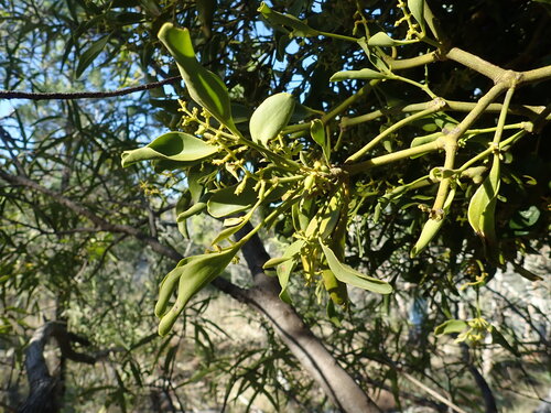Image of Notothixos cornifolius by (c) Ruth Palsson, some rights reserved (CC BY-SA)