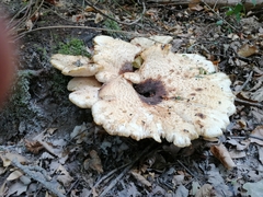 Cerioporus squamosus