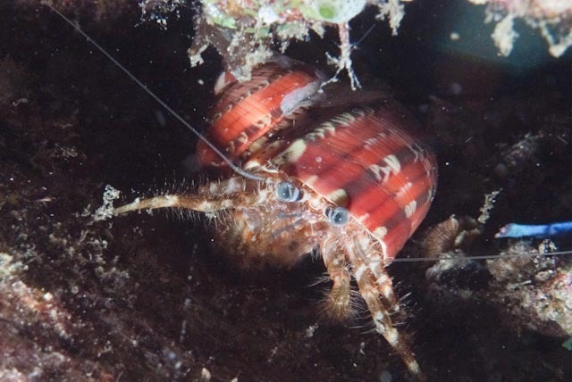 Pagurus hirtimanus
