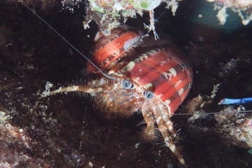 Pagurus hirtimanus