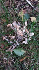 Fungi
