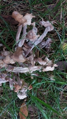 Fungi