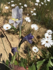 Gladiolus carinatus
