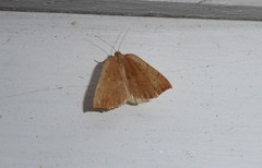Sestra humeraria