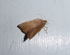 Sestra humeraria