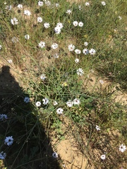 Brassicaceae