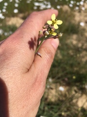 Brassicaceae
