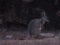 Petrogale xanthopus