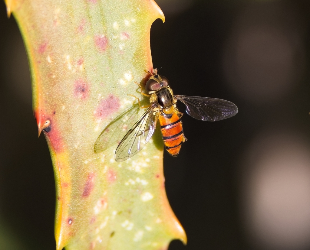 Episyrphus trisectus