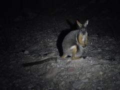 Petrogale xanthopus
