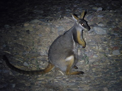 Petrogale xanthopus