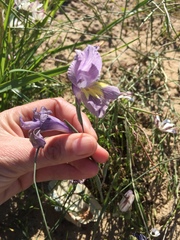 Gladiolus carinatus