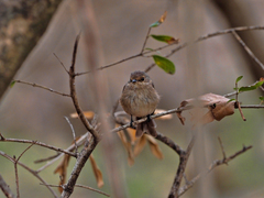 Muscicapa adusta