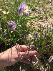 Gladiolus carinatus