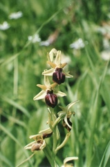 Ophrys sphegodes cretensis