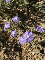 Evolvulus arizonicus