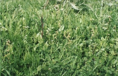 Ophrys sphegodes cretensis