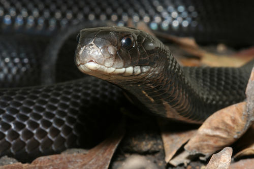 Papuan Black Snake