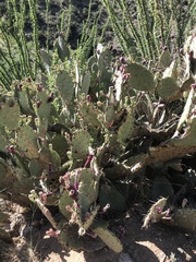 Opuntia dulcis