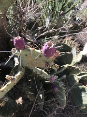 Opuntia dulcis