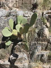 Opuntia canada