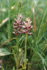 Anacamptis coriophora fragrans