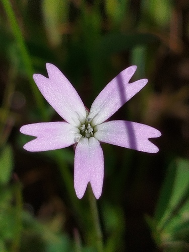 Silene laeta