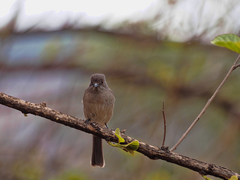 Melaenornis chocolatinus