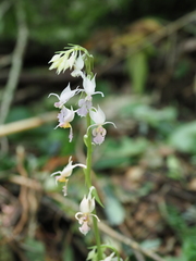 Calanthe puberula reflexa