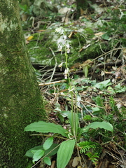 Calanthe puberula reflexa