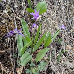 Erythronium sulevii, photograph (c) Nina Filippova, some rights reserved (CC BY)
