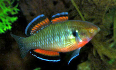 Carp Gudgeon photo 4