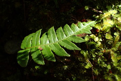 Cranfillia vulcanica