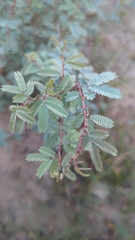 Prosopis cineraria