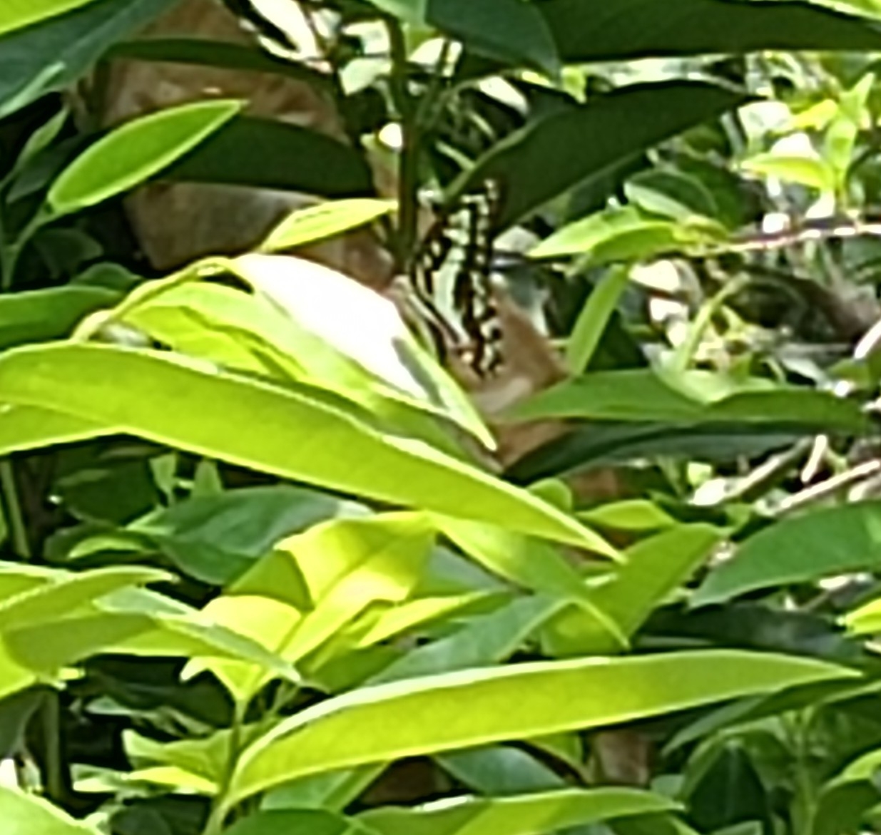 Common Jay
