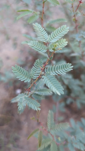 Image of Prosopis cineraria by no rights reserved