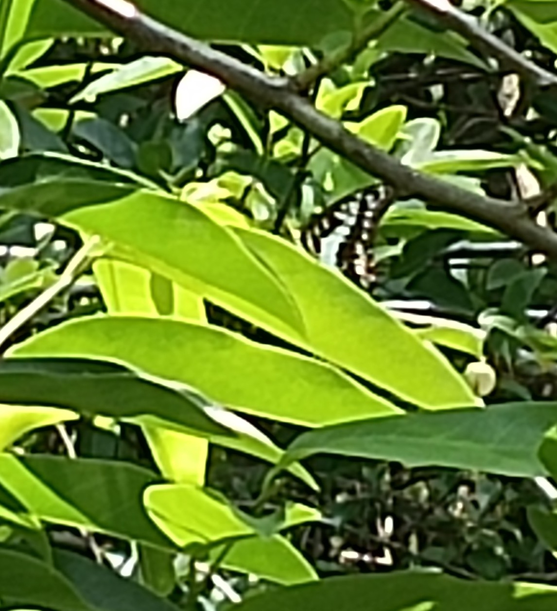 Common Jay