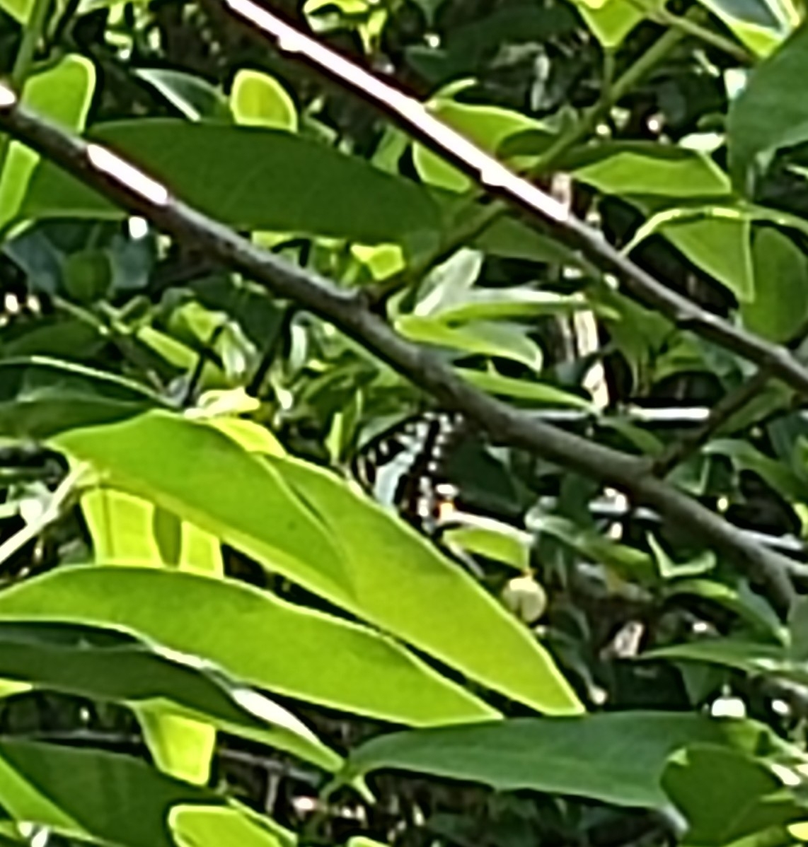 Common Jay
