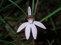 Caladenia quadrifaria